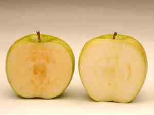 Granny Smith apple at left, with GMO counterpart at right, after 8 hours